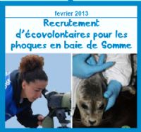 Picardie Nature recrute des écovolontaires pour les phoques en baie de Somme. Publié le 12/02/13. Le Crotoy